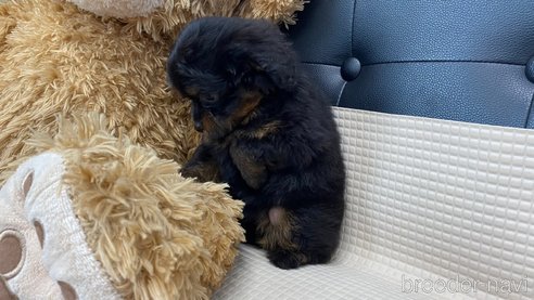 成約済の兵庫県のポメプー:ポメラニアン×トイプードル-317140の6枚目